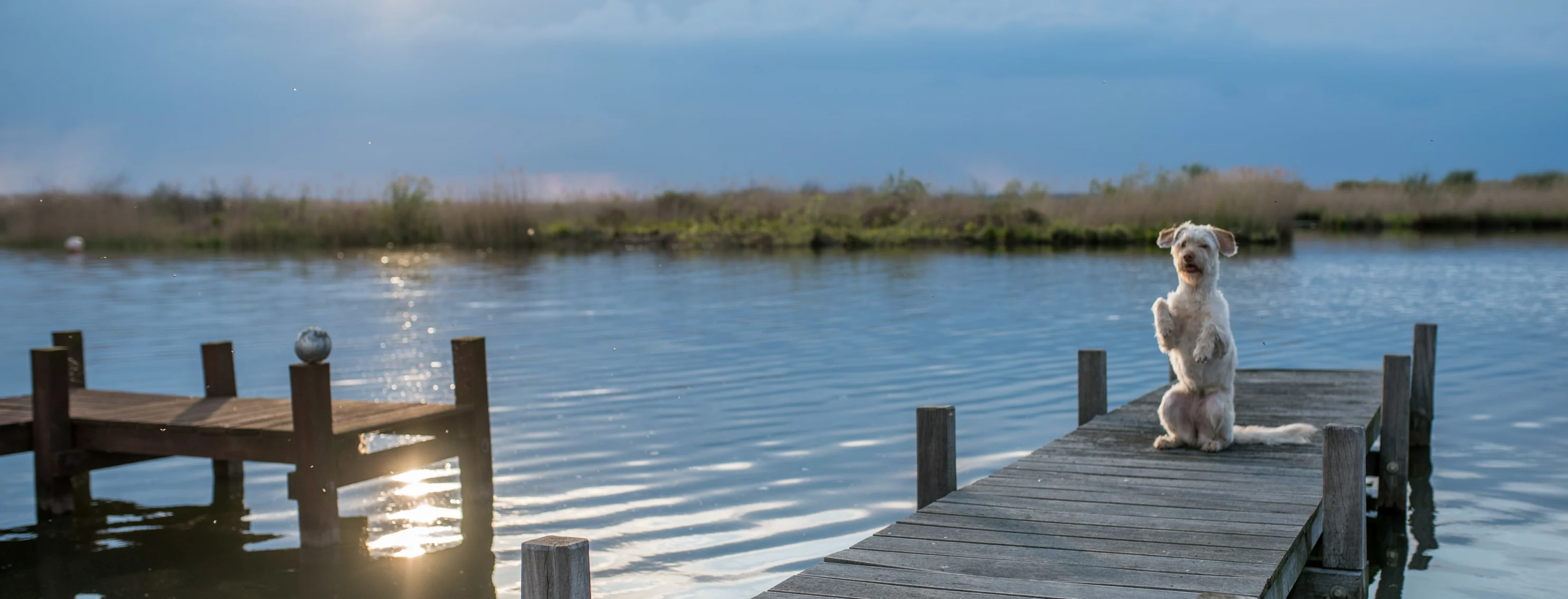 Dog on a dock